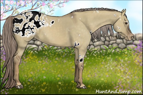 Horse Color:White Spotted Chocolate Palomino Dun Appaloosa 