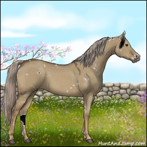 Horse Color:White Spotted Chocolate Palomino Dun 