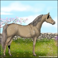 Horse Color:White Spotted Chocolate Palomino Dun 