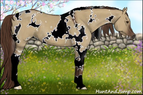 Horse Color:White Spotted Liver Red Dun 