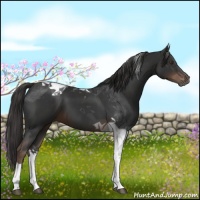 Horse Color:Liver Chestnut Tobiano 