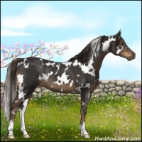 Horse Color:White Spotted Liver Chestnut Rabicano 