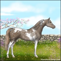 Horse Color:Liver Red Dun Tobiano Rabicano