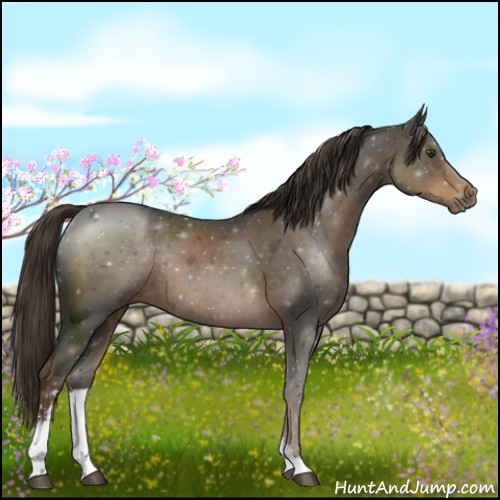 Horse Color:Liver Chestnut Sabino Rabicano