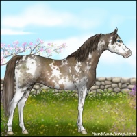 Horse Color:White Spotted Liver Chestnut Splash 