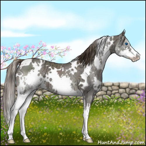 Horse Color:White Spotted Liver Chestnut Ice Sabino Splash