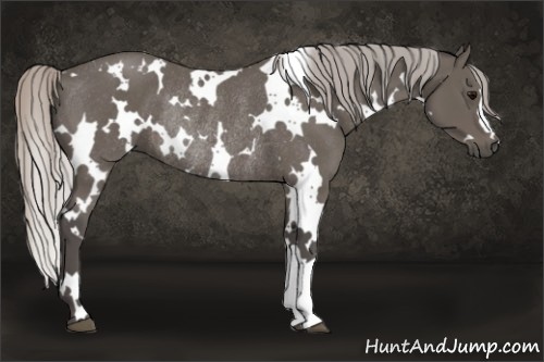 Horse Color:White Spotted Silver Black Rabicano 