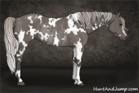 Horse Color:White Spotted Silver Black Rabicano