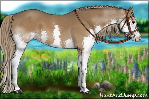 Horse Color:Liver Chestnut Splash 