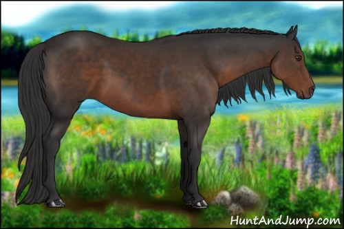 Horse Color:Liver Chestnut 