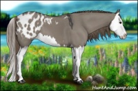 Horse Color:Smoky Grullo Splash Appaloosa 