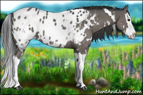 Horse Color:White Spotted Grullo Splash Appaloosa 