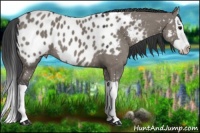 Horse Color:Grullo Splash Appaloosa 