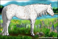 Horse Color:Bay Dun Appaloosa 