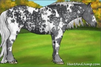 Horse Color:White Spotted Silver Black Chinchilla 