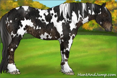 Horse Color:White Spotted Liver Chestnut Ice 