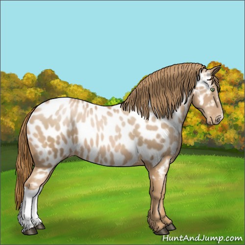 Horse Color:Chestnut Pearl Appaloosa 