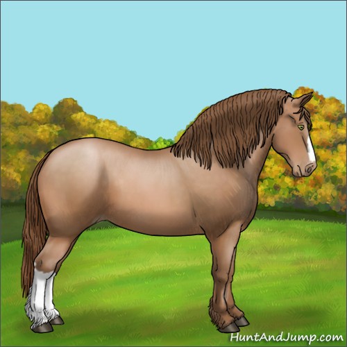 Horse Color:Bay Pearl 