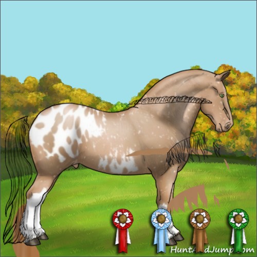 Horse Color:Chestnut Pearl Appaloosa 