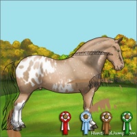Horse Color:Chestnut Pearl Appaloosa 