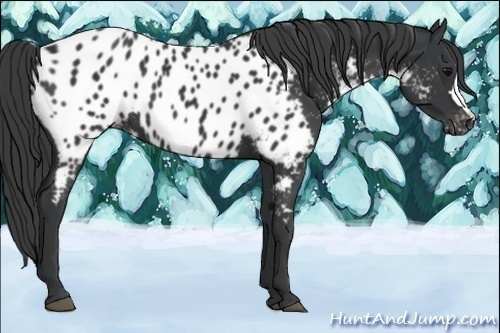Horse Color:Black Appaloosa 