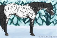 Horse Color:Black Appaloosa 