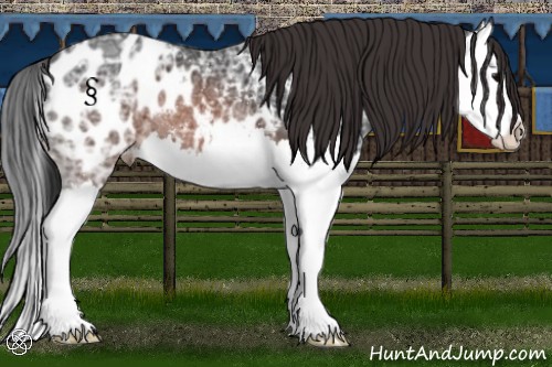 Horse Color:Brown Ice Splash Appaloosa 