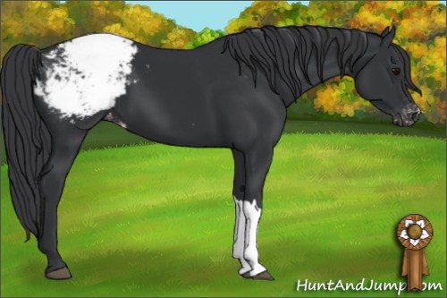 Horse Color:Black Appaloosa 