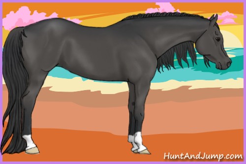 Horse Color:Black 