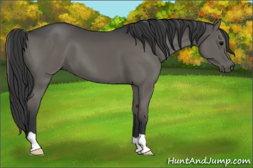 Horse Color:Black 
