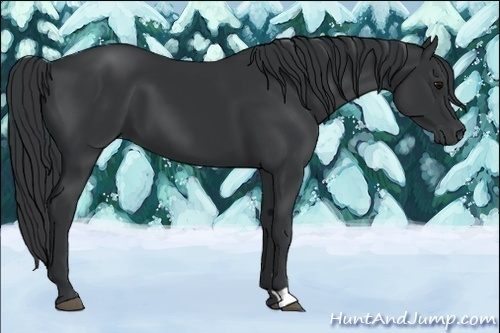 Horse Color:Black 
