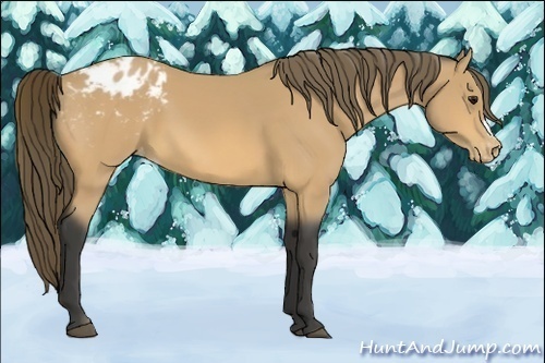 Horse Color:Buckskin Appaloosa 