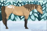 Horse Color:Buckskin Appaloosa 