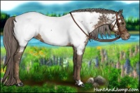 Horse Color:Chocolate Palomino Near Fewspot