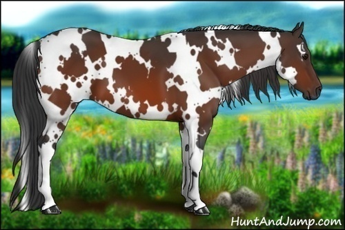 Horse Color:White Spotted Bay 