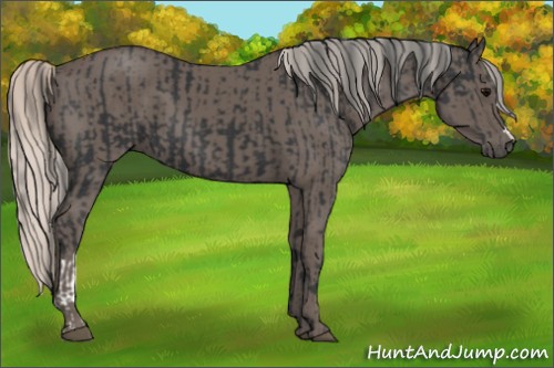 Horse Color:Black  and Silver Black 