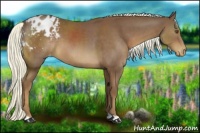 Horse Color:Chestnut Appaloosa