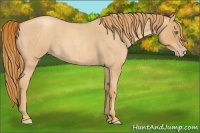 Horse Color:Gold Champagne Roan 