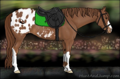 Horse Color:Chestnut Blanket