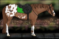 Horse Color:Chestnut Appaloosa