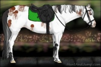 Horse Color:White Spotted Bay 