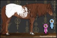 Horse Color:Chestnut Appaloosa