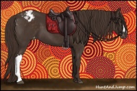 Horse Color:Liver Chestnut Appaloosa 