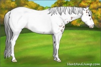 Horse Color:Bay Tobiano Frame Appaloosa 