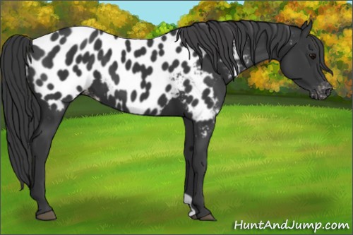 Horse Color:Black Appaloosa 