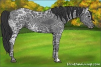 Horse Color:Black Ice 