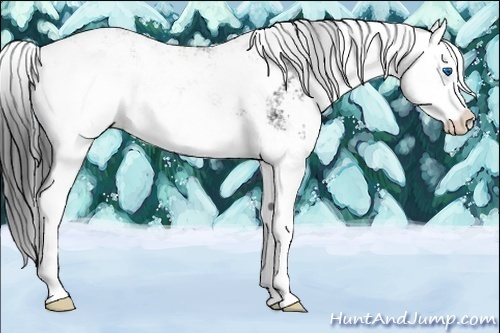 Horse Color:Black Sabino Splash 