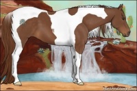 Horse Color:Chestnut Tobiano