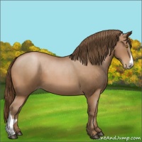 Horse Color:Bay Pearl