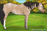 Horse Color:Bay Ice Dun 